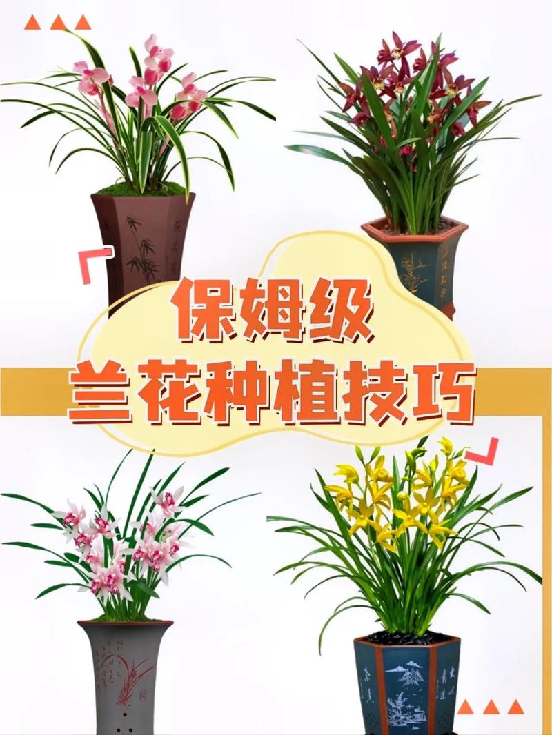 兰花怎么养，兰花图片，兰花怎么养植-第7张图片-优品飞百科