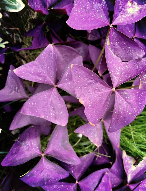 紫叶酢浆草的功效和作用?酢浆草为何叫断子绝孙?-第2张图片-优品飞百科 紫叶酢浆草的功效和作用?酢浆草为何叫断子绝孙?-第2张图片-优品飞百科