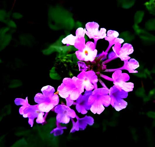 紫叶酢浆草的功效和作用?酢浆草为何叫断子绝孙?-第3张图片-优品飞百科 紫叶酢浆草的功效和作用?酢浆草为何叫断子绝孙?-第3张图片-优品飞百科