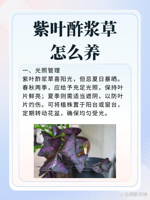 紫叶酢浆草的功效和作用?酢浆草为何叫断子绝孙?-第4张图片-优品飞百科 紫叶酢浆草的功效和作用?酢浆草为何叫断子绝孙?-第4张图片-优品飞百科