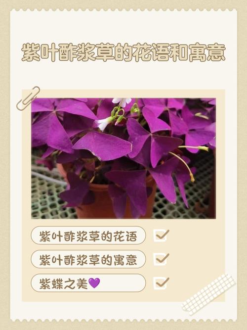 紫叶酢浆草的功效和作用?酢浆草为何叫断子绝孙?-第5张图片-优品飞百科 紫叶酢浆草的功效和作用?酢浆草为何叫断子绝孙?-第5张图片-优品飞百科