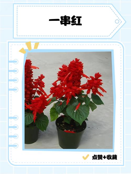 一串红有毒吗，能吃吗，一串红食用-第1张图片-优品飞百科