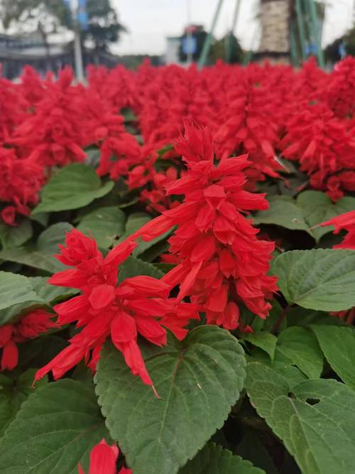 一串红有毒吗，能吃吗，一串红食用-第2张图片-优品飞百科