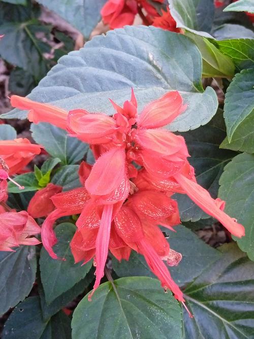 一串红有毒吗，能吃吗，一串红食用-第3张图片-优品飞百科