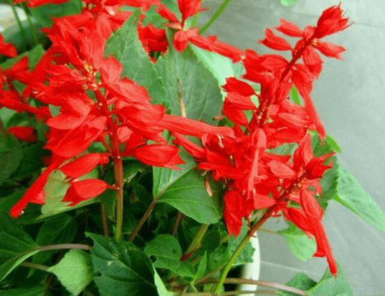 一串红有毒吗，能吃吗，一串红食用-第4张图片-优品飞百科