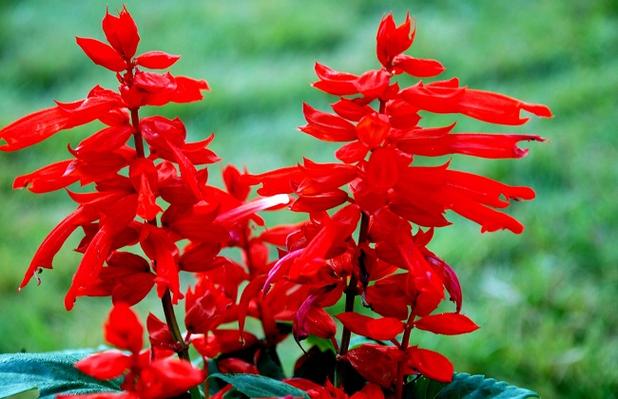 一串红有毒吗，能吃吗，一串红食用-第5张图片-优品飞百科