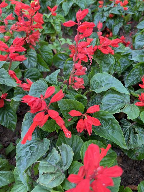 一串红有毒吗，能吃吗，一串红食用-第6张图片-优品飞百科