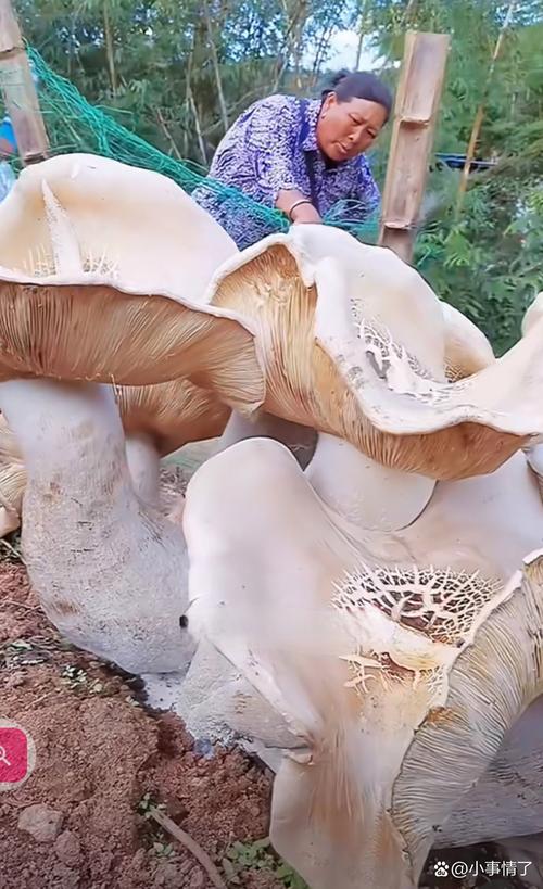 世界上最大的蘑菇有多大，长什么样子，世间上最大的蘑菇？-第1张图片-优品飞百科