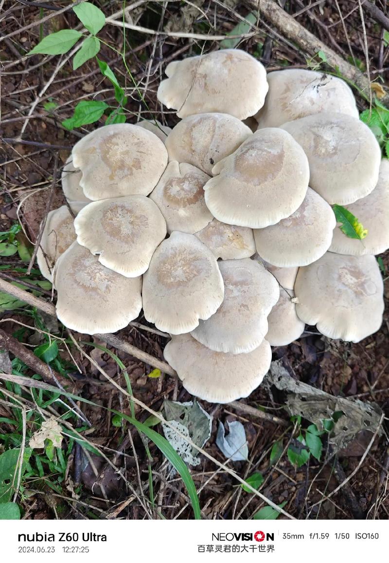 世界上最大的蘑菇有多大，长什么样子，世间上最大的蘑菇？-第2张图片-优品飞百科