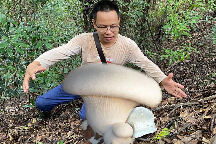 世界上最大的蘑菇有多大，长什么样子，世间上最大的蘑菇？-第4张图片-优品飞百科