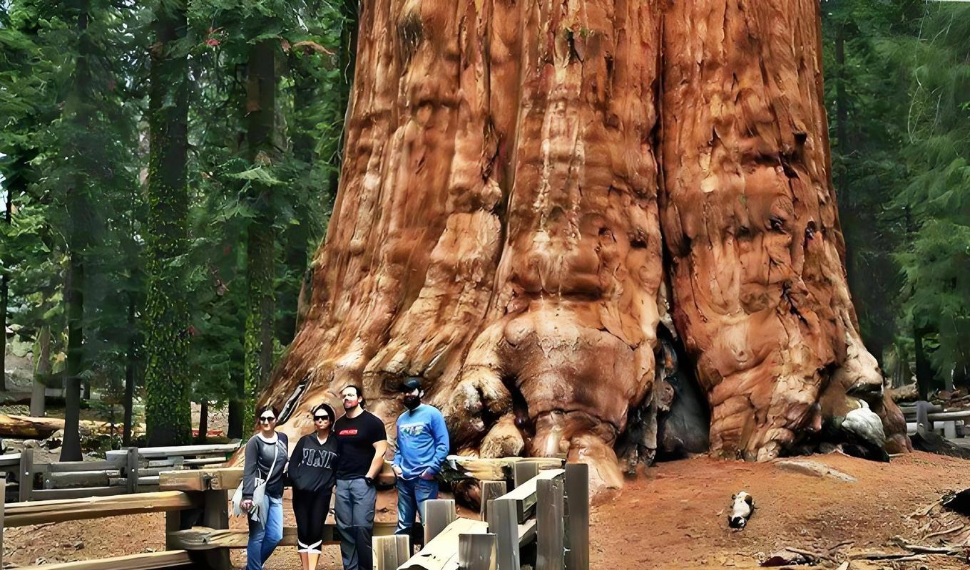 世界上最大的蘑菇有多大，长什么样子，世间上最大的蘑菇？-第5张图片-优品飞百科