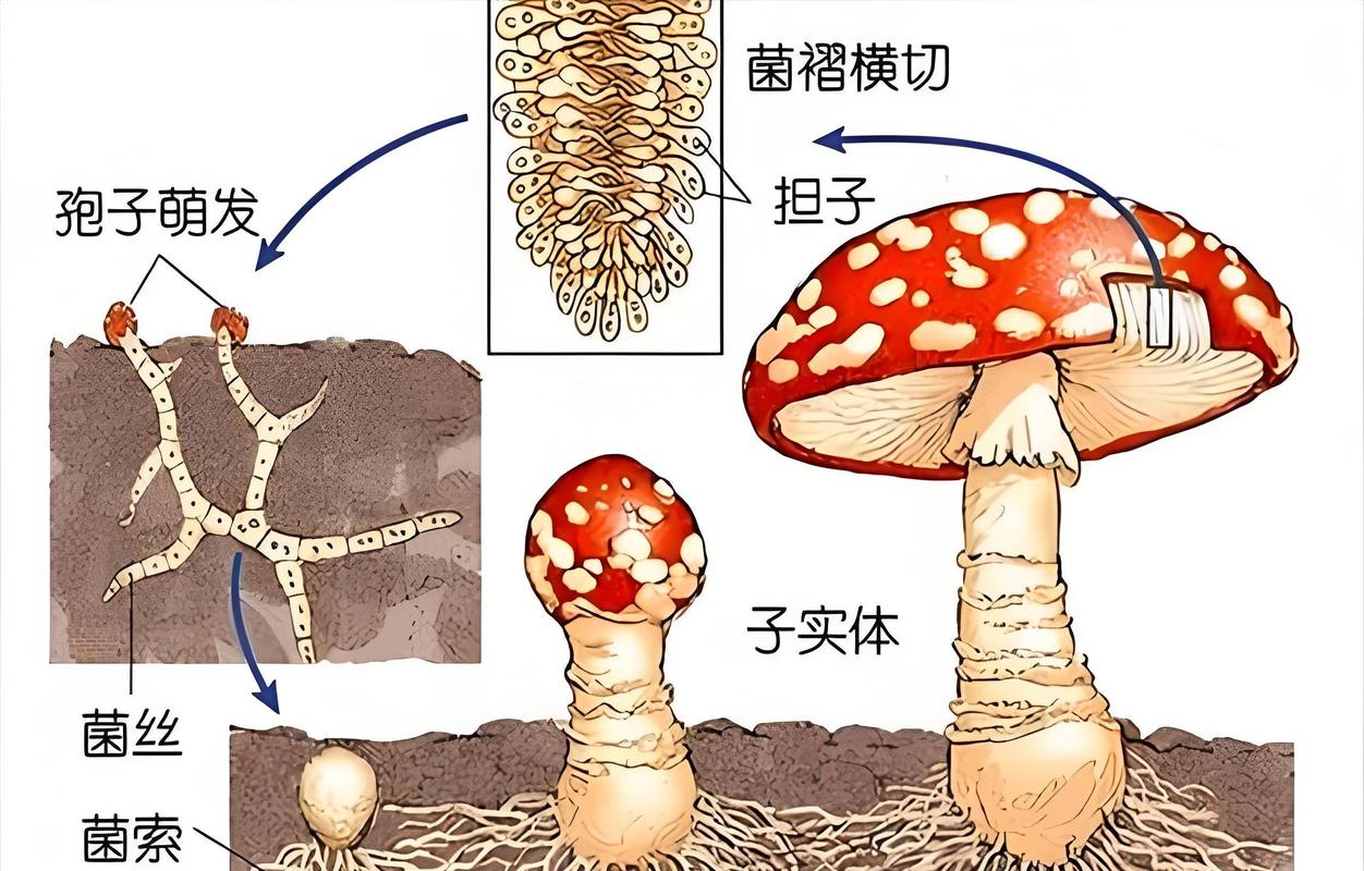 世界上最大的蘑菇有多大，长什么样子，世间上最大的蘑菇？-第6张图片-优品飞百科