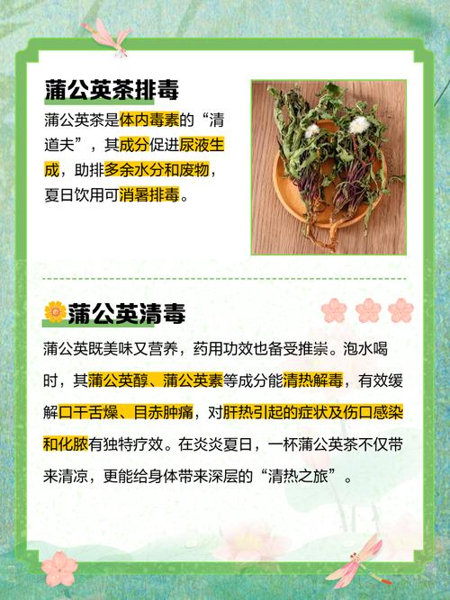 蒲公英泡水喝的功效？蒲公英泡水喝的功效与主治？-第1张图片-优品飞百科