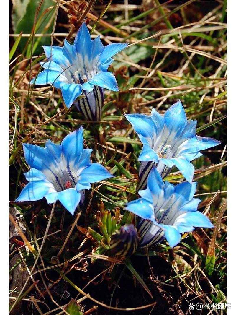 龙胆草的花语与传说，龙胆草叫什么？-第2张图片-优品飞百科