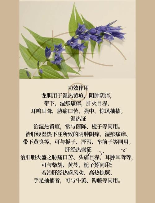 龙胆草的花语与传说，龙胆草叫什么？-第3张图片-优品飞百科