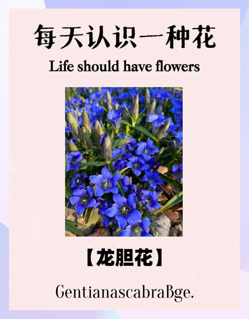 龙胆草的花语与传说，龙胆草叫什么？-第4张图片-优品飞百科