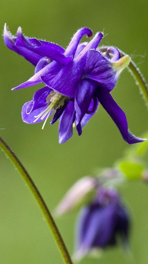 龙胆草的花语与传说，龙胆草叫什么？-第5张图片-优品飞百科