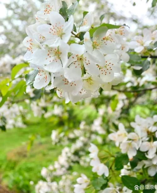 凉山适合养什么花，市花和市树是什么，四川凉山适合种什么水果-第2张图片-优品飞百科