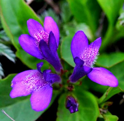 凉山适合养什么花，市花和市树是什么，四川凉山适合种什么水果-第3张图片-优品飞百科