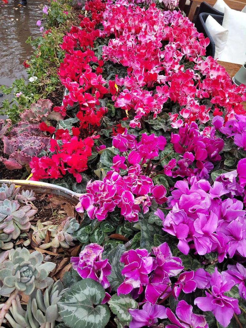 凉山适合养什么花，市花和市树是什么，四川凉山适合种什么水果-第4张图片-优品飞百科