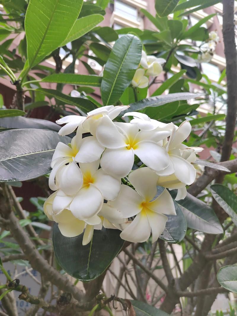 凉山适合养什么花，市花和市树是什么，四川凉山适合种什么水果-第5张图片-优品飞百科