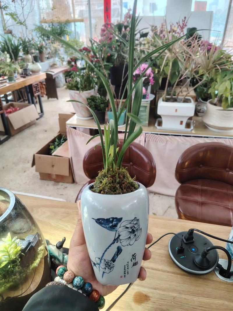 凉山适合养什么花，市花和市树是什么，四川凉山适合种什么水果-第6张图片-优品飞百科