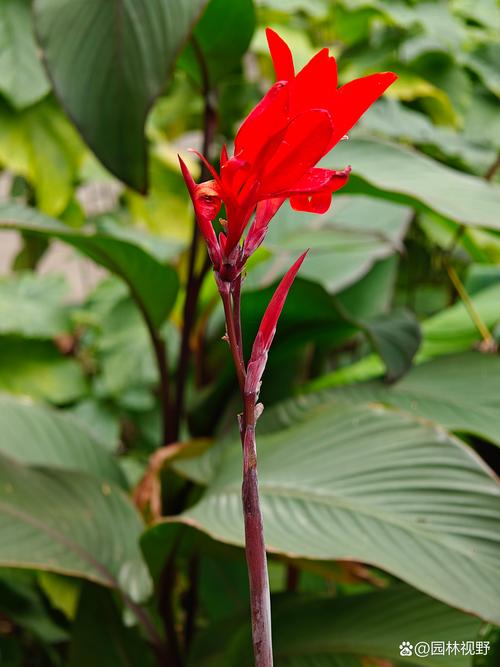 美人蕉有毒吗，美人蕉有毒吗能吃吗-第1张图片-优品飞百科