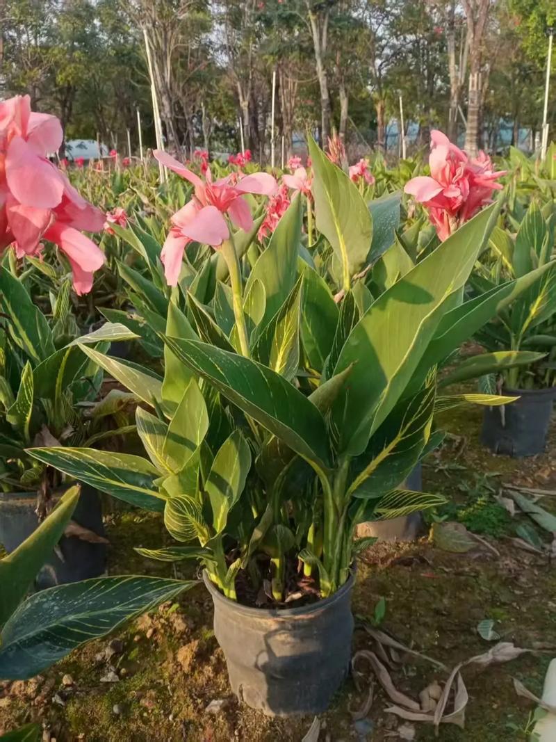 美人蕉有毒吗，美人蕉有毒吗能吃吗-第2张图片-优品飞百科