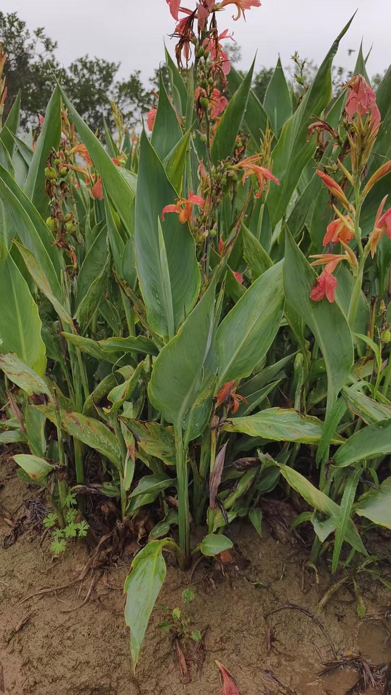 美人蕉有毒吗，美人蕉有毒吗能吃吗-第3张图片-优品飞百科