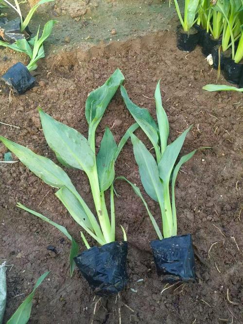 美人蕉有毒吗，美人蕉有毒吗能吃吗-第4张图片-优品飞百科