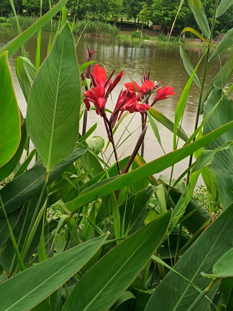 美人蕉有毒吗，美人蕉有毒吗能吃吗-第5张图片-优品飞百科