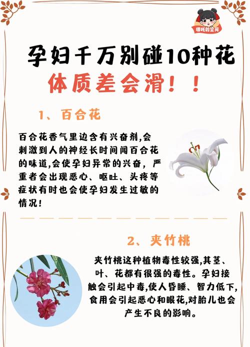 家中有孕妇能养一品红吗，室内能养一品红吗？