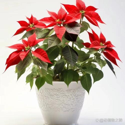 家中有孕妇能养一品红吗，室内能养一品红吗？-第2张图片-优品飞百科