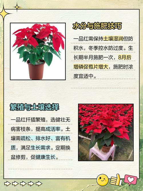 家中有孕妇能养一品红吗，室内能养一品红吗？-第3张图片-优品飞百科