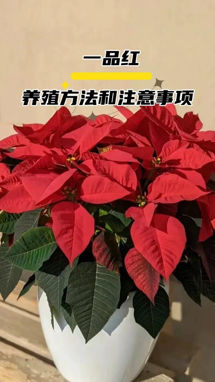家中有孕妇能养一品红吗，室内能养一品红吗？-第4张图片-优品飞百科
