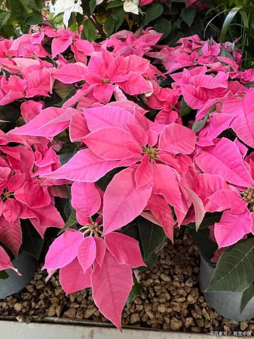 家中有孕妇能养一品红吗，室内能养一品红吗？-第5张图片-优品飞百科