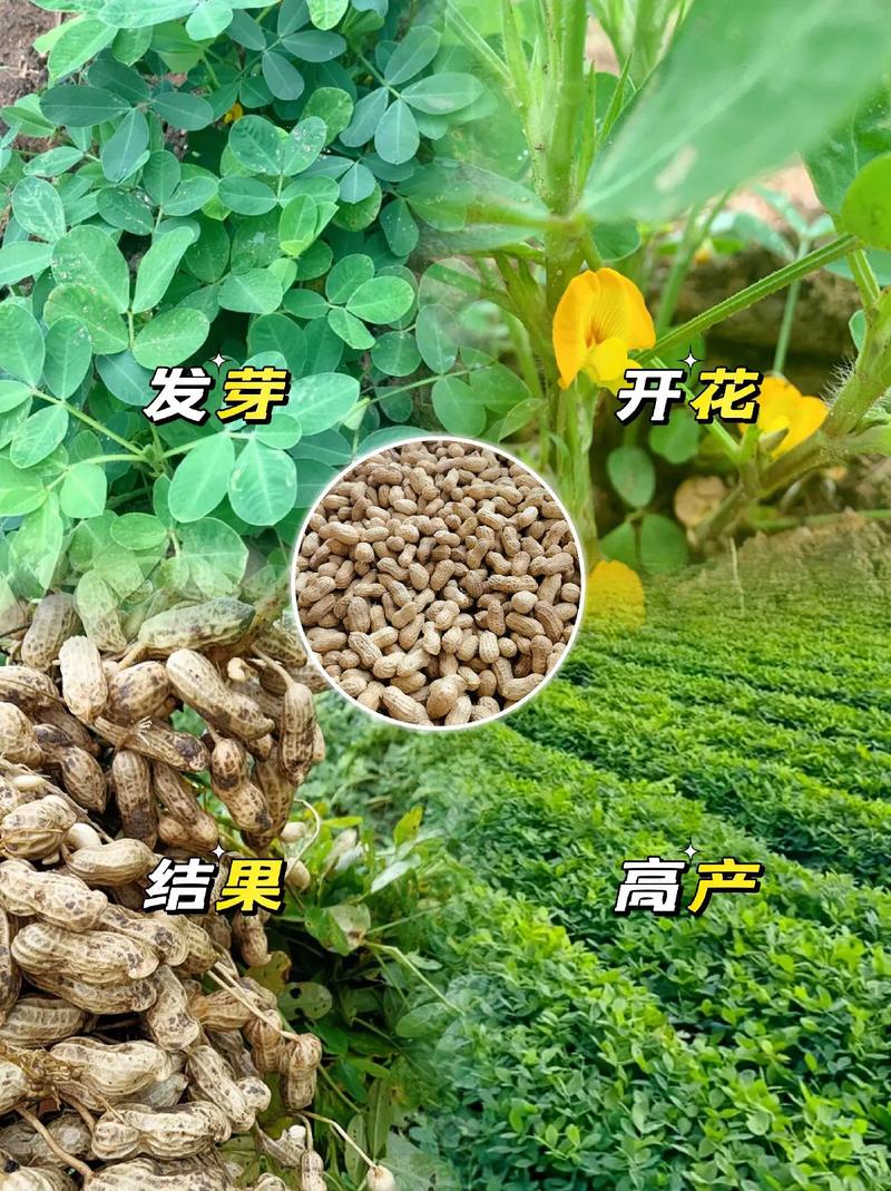 黑花生的功效与作用，黑花生的功效与作用比普通花生好吗？-第3张图片-优品飞百科