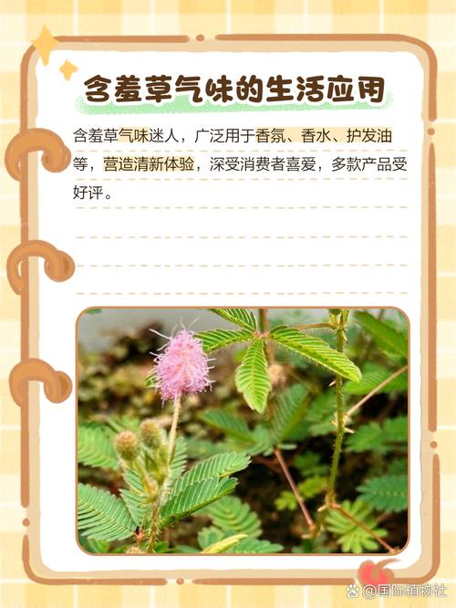 含羞草的样子，含羞草的叶子像什么，含羞草的样子,含羞草的叶子像什么仿写句子-第1张图片-优品飞百科