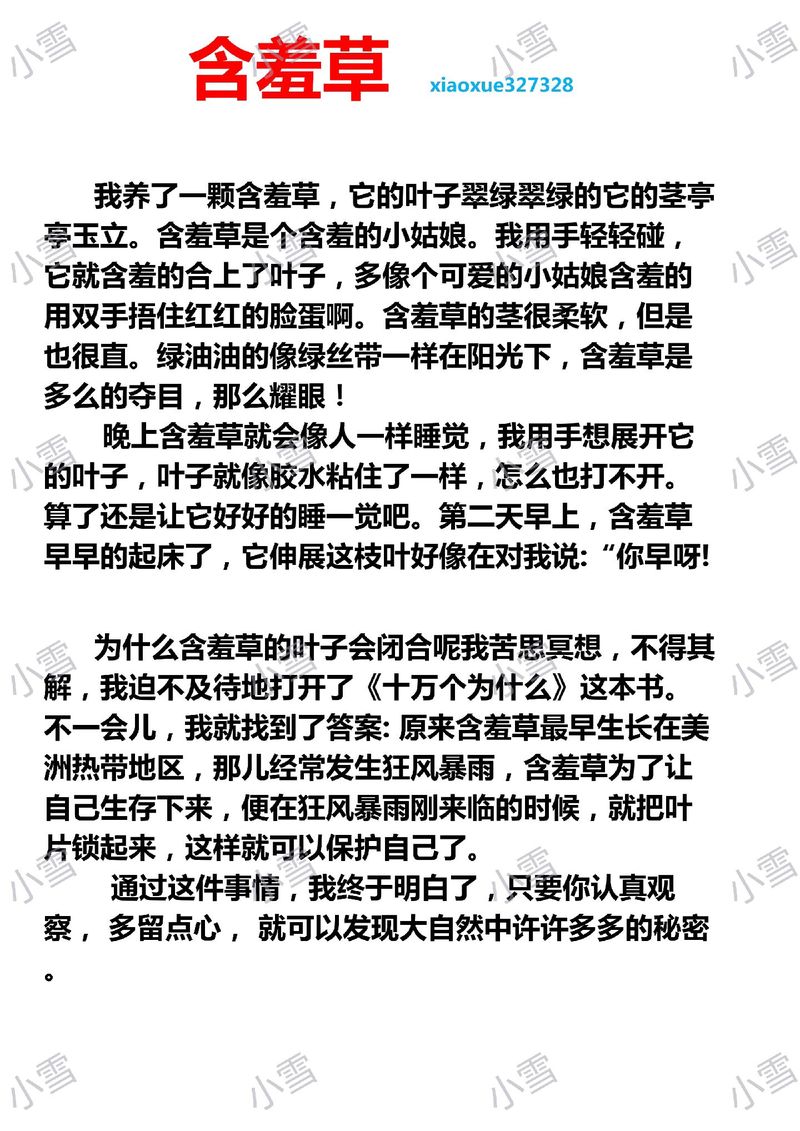 含羞草的样子，含羞草的叶子像什么，含羞草的样子,含羞草的叶子像什么仿写句子-第3张图片-优品飞百科