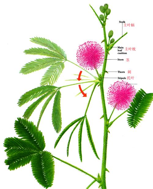 含羞草的样子，含羞草的叶子像什么，含羞草的样子,含羞草的叶子像什么仿写句子-第4张图片-优品飞百科