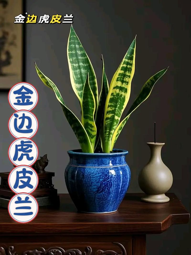 金边虎皮兰的作用,金边虎皮兰的简介-第1张图片-优品飞百科 金边虎皮兰的作用,金边虎皮兰的简介-第1张图片-优品飞百科