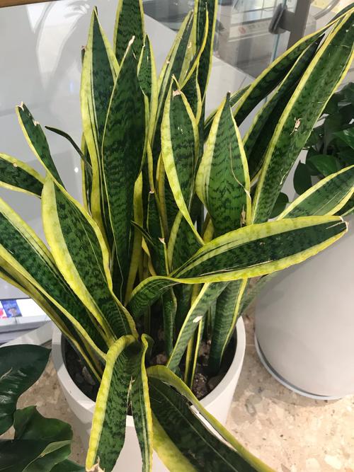 金边虎皮兰的作用,金边虎皮兰的简介-第2张图片-优品飞百科 金边虎皮兰的作用,金边虎皮兰的简介-第2张图片-优品飞百科