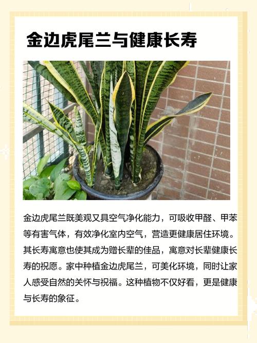 金边虎皮兰的作用,金边虎皮兰的简介-第4张图片-优品飞百科 金边虎皮兰的作用,金边虎皮兰的简介-第4张图片-优品飞百科