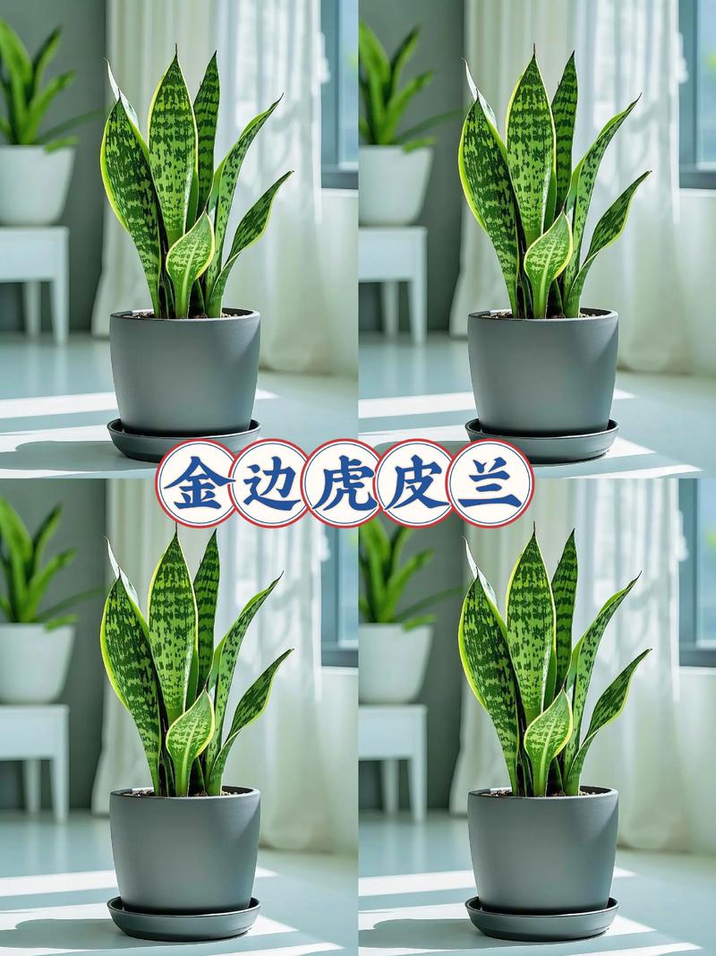 金边虎皮兰的作用,金边虎皮兰的简介-第5张图片-优品飞百科 金边虎皮兰的作用,金边虎皮兰的简介-第5张图片-优品飞百科