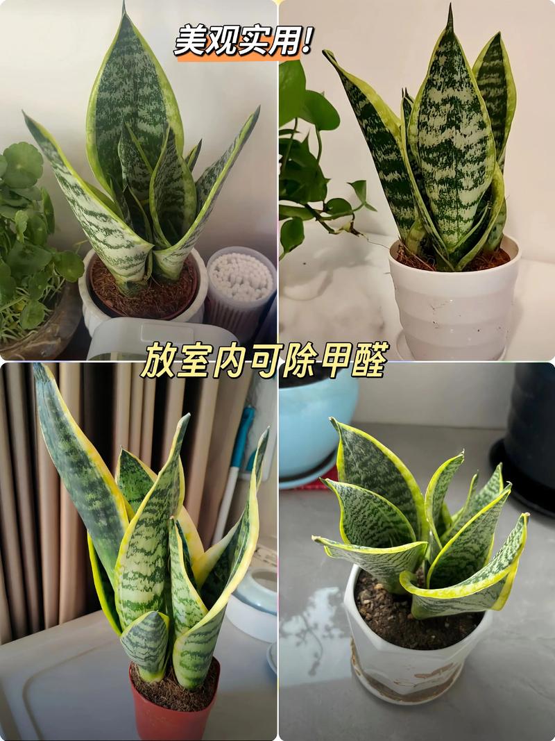 金边虎皮兰的作用,金边虎皮兰的简介-第6张图片-优品飞百科 金边虎皮兰的作用,金边虎皮兰的简介-第6张图片-优品飞百科