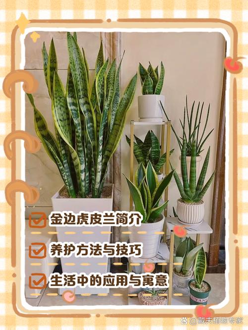 金边虎皮兰的作用,金边虎皮兰的简介-第7张图片-优品飞百科 金边虎皮兰的作用,金边虎皮兰的简介-第7张图片-优品飞百科