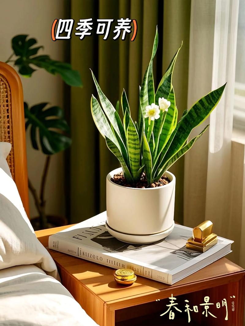 金边虎皮兰的作用,金边虎皮兰的简介-第8张图片-优品飞百科 金边虎皮兰的作用,金边虎皮兰的简介-第8张图片-优品飞百科