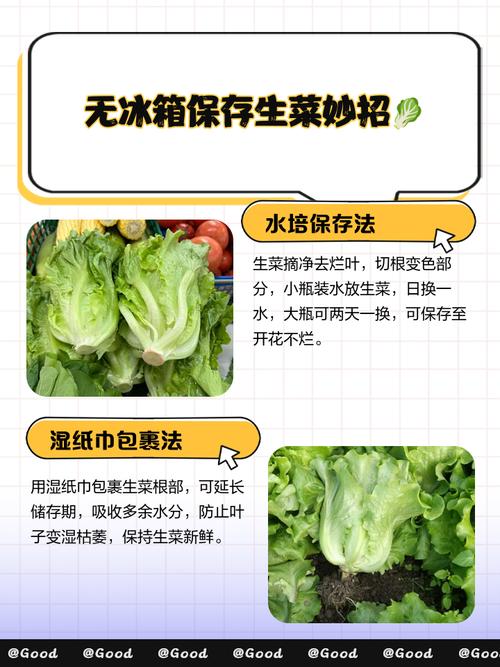 生菜是转基因蔬菜吗，如何保鲜，生菜是转基因食品吗?？-第1张图片-优品飞百科