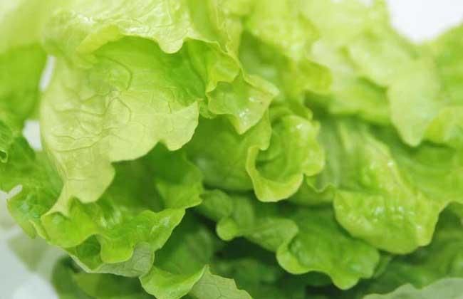 生菜是转基因蔬菜吗，如何保鲜，生菜是转基因食品吗?？-第2张图片-优品飞百科