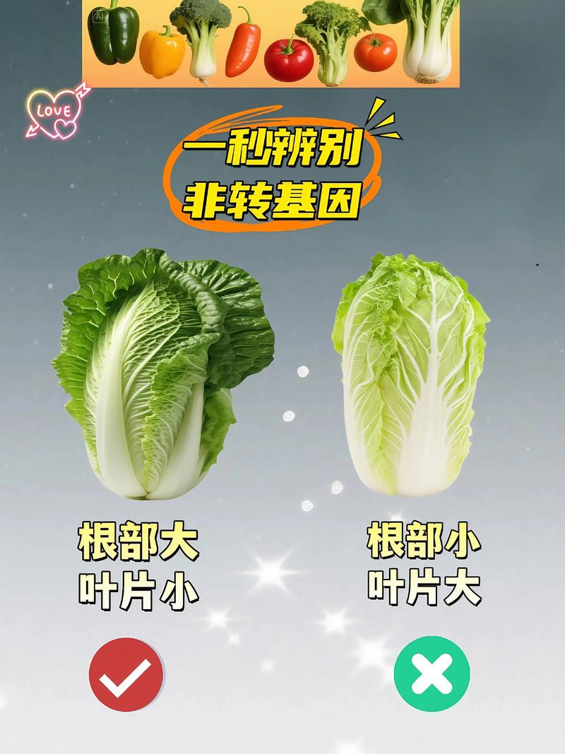 生菜是转基因蔬菜吗，如何保鲜，生菜是转基因食品吗?？-第3张图片-优品飞百科